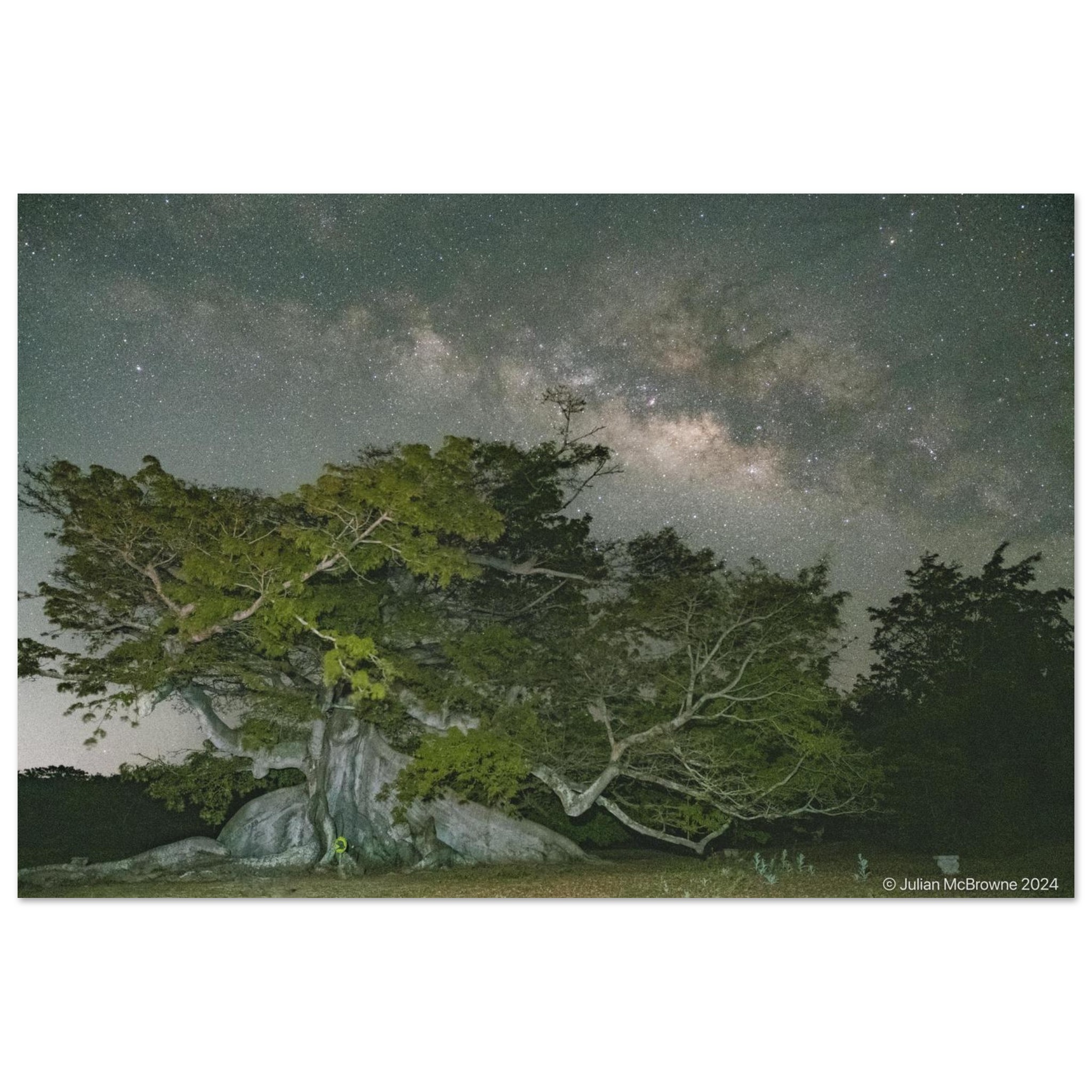 Over the Ceiba Tree / 8x12″